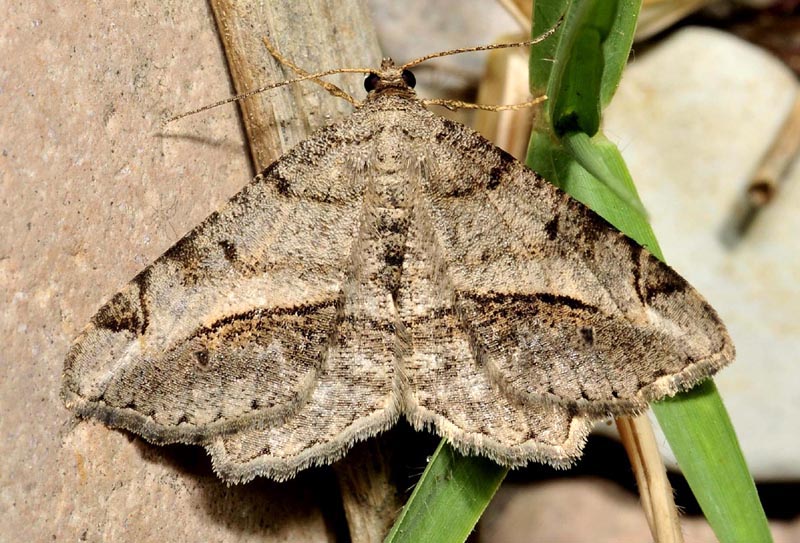 Geometridae non comune - Chiasmia aestimaria